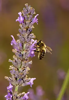Visiting: Honey bee - visiting lavender flowers, in lavender field