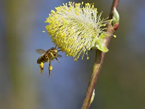Pussy: Honey Bee worker gathering pollen from Pussy Willow