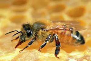 Tending: Honey Bee - worker tending to honeycomb