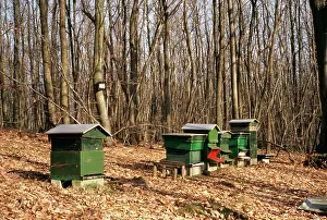 Hives: Honey Beehives