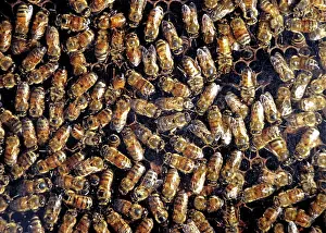 Hives: Honey Bees