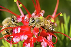 Pollinating: Honey Bees
