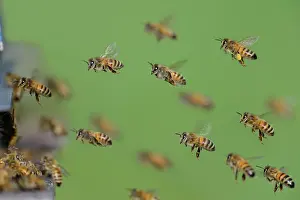 Arriving: Honey bees (Apis mellifera) arriving to the hive
