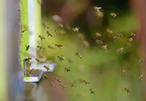 Mellifica: Honey bees (Apis mellifera) atmosphere at the entrance