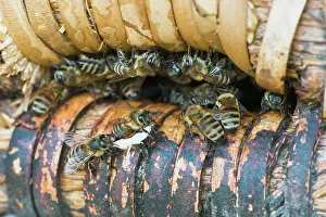 Beehive: Honey bees (Apis mellifera) at the entrance hole