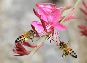 Gather: Honey bees (Apis mellifera) on flowers in a roundabout