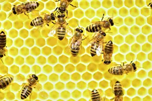 Apiary: Honey bees (Apis mellifera) on fresh honeycomb feeding