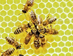 Beehive: Honey bees (Apis mellifera) on fresh honeycomb feeding
