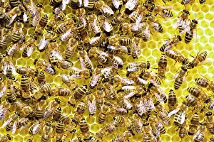 Apiary: Honey bees (Apis mellifera) on freshly removed honeycomb