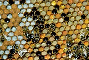 Hives: Honey Bees - on comb - showing brood cells & pollen store