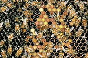 Worker: Honey bees on honeycomb