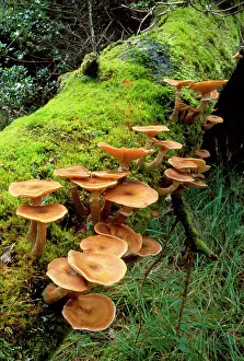 Armillaria: Honey Boot Lace Fungus - found at the base of living