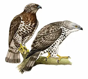 Pernis: Honey Buzzard