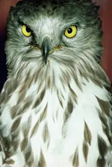 Honey: Honey Buzzard