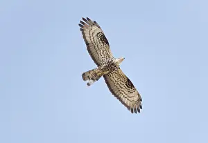 Pernis: Honey Buzzard - Adult in flight on migration