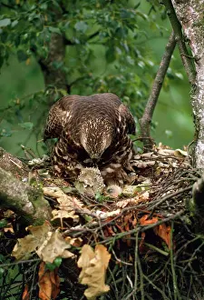 Pernis: Honey Buzzard - adult at nest with chicks