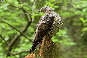 Pernis: Honey Buzzard after a bath standing on a broken