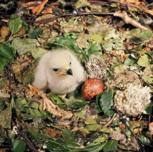 Pernis: HONEY BUZZARD - chick & egg