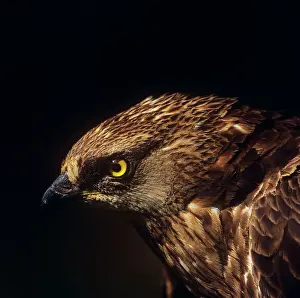 Zdenek Tunka: HONEY BUZZARD - close-up