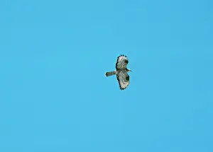 Pernis: HONEY BUZZARD - in flight