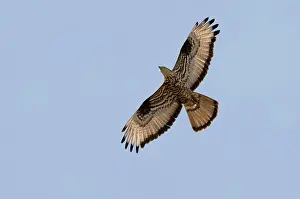 Pernis: Honey Buzzard - on migration