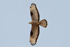 Pernis: Honey Buzzard - on migration