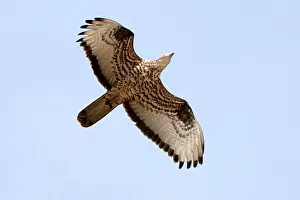 Pernis: Honey Buzzard - on migration