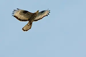 Pernis: Honey Buzzard - on migration