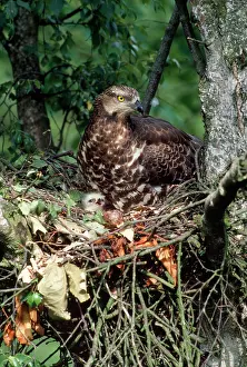 Pernis: HONEY BUZZARD - at nest, with chicks
