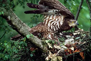 Pernis: HONEY BUZZARD - at nest, with chicks