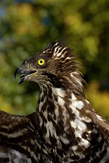 Pernis: Honey Buzzard (pernis apivorus), Portrait, Normandy