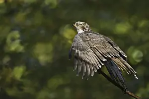 Hawk: Honey buzzard (Pernis apivorus), Bavaria, Germany