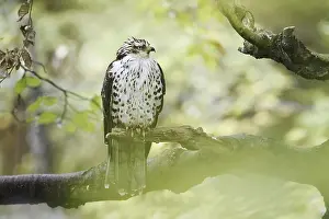 Branches: Honey buzzard (Pernis apivorus) sitting on a branch