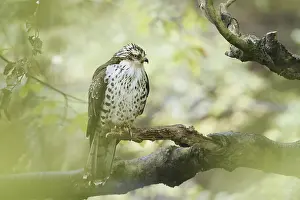 Branches: Honey buzzard (Pernis apivorus) sitting on a branch