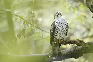 Branches: Honey buzzard (Pernis apivorus) sitting on a branch