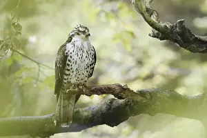 Branches: Honey buzzard (Pernis apivorus) sitting on a branch