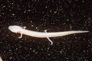 Eurycea: Honey Creek Salamander