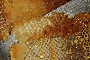 Beekeepers: Honey - cutting comb with knife to release the honey