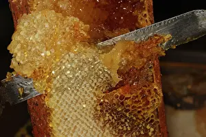Release: Honey - cutting comb with knife to release the honey