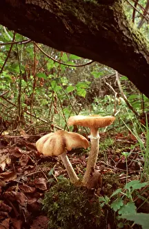 Toadstool: HONEY FUNGUS