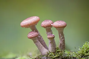 Mecklenburg: Honey Fungus