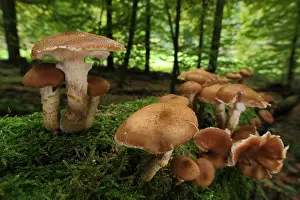 Higher: Honey fungus (Armillaria mellea), group, moss, t