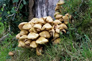 Armillaria: Honey Fungus attack Sycamore stump
