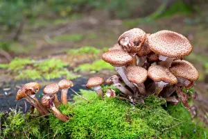 Armillaria: Honey Fungus - Autumn