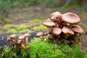 Armillaria: Honey Fungus - Autumn