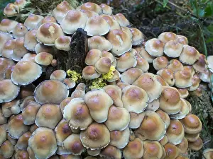 Birmingham: Honey fungus - Birmingham UK