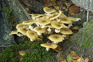Found: Honey Fungus / Boot-lace Fungus, found in dense