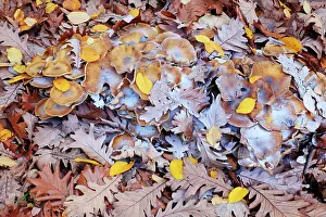 Spore: Honey Fungus - caps with spores, on autumn leaf litter