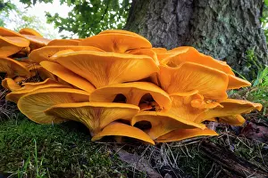 Toadstools: Honey Fungus, growing at base of tree, Lower Saxony, Germany
