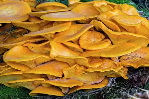 Toadstools: Honey Fungus, growing at base of tree, Lower Saxony, Germany